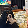 dog, pet, spaniel, bed, blanket, chew_stick, tongue_out, paw, tablet, television, laundry_basket, curtains, door, foot, comforter, patterned_bedding, black_brown_white_fur, indoor, relaxed, playful