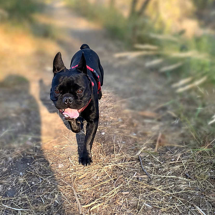 Yoda