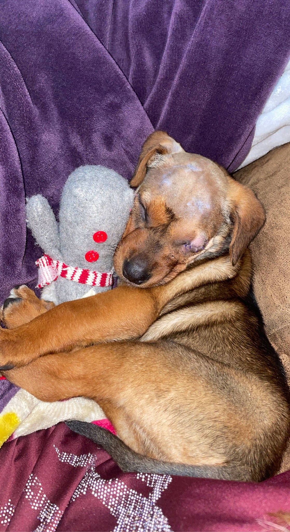 Skittles joined the competition — help win amazing prizes! canidae, carnivore, comfort, companion_dog, dog, dog_breed, dog_supply, fawn, fur, guard_dog, nap, non_sporting_group, paw, sporting_group