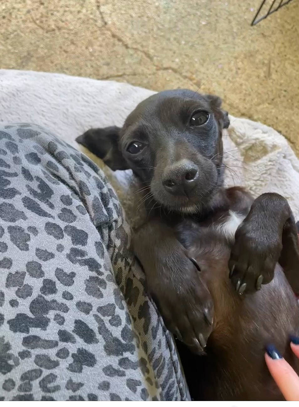 Vader joined the competition — help win amazing prizes! canidae, carnivore, comfort, companion_dog, dog, dog_breed, fawn, fur, guard_dog, linens, liver, non_sporting_group, pattern, pet_supply, puppy, snout, sporting_group, terrestrial_animal, whiskers, working_animal