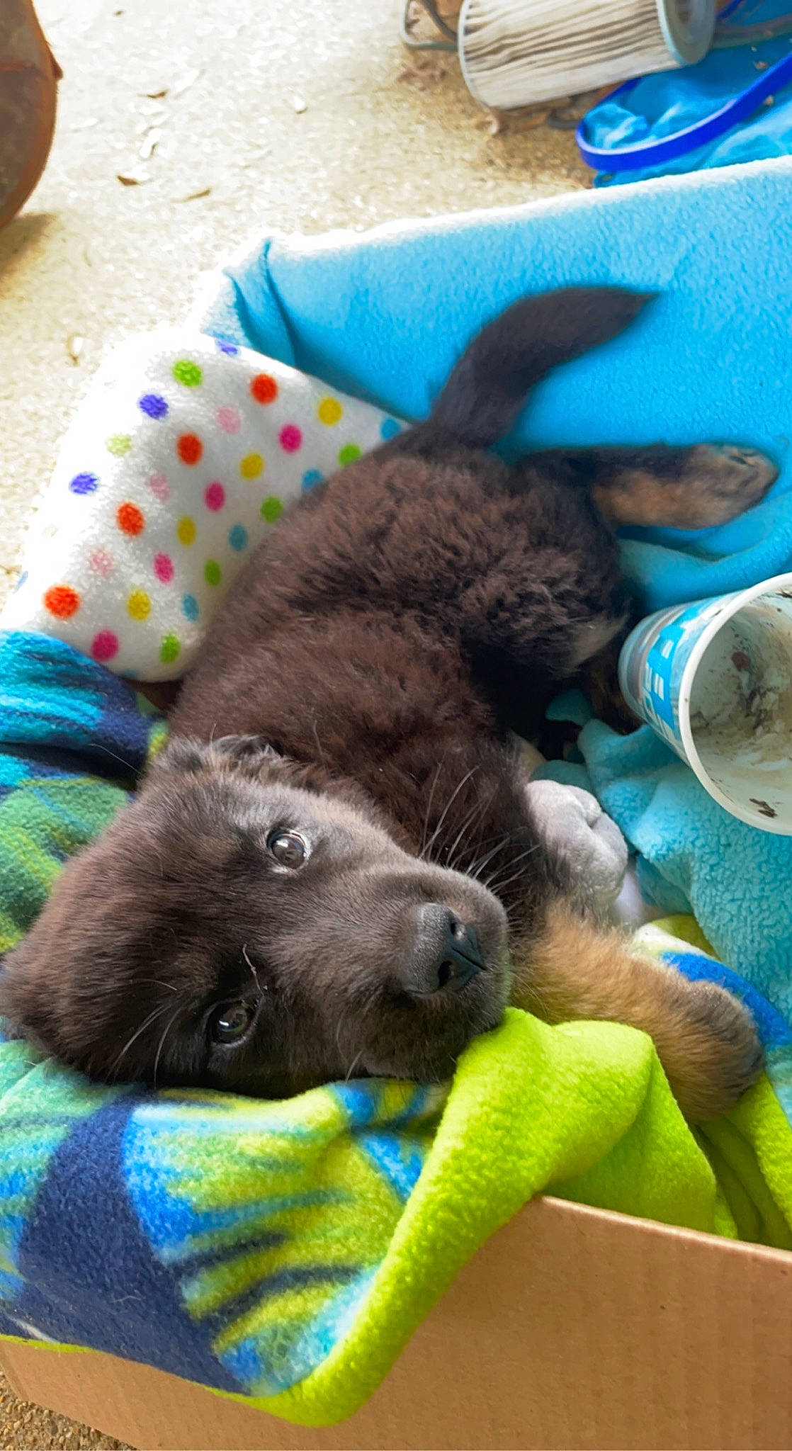 Marley is registered to the contest to win money with this photo: canidae, carnivore, claw, comfort, companion_dog, dog_breed, domestic_short_haired_cat, fawn, felidae, fur, liver, nap, sleep, small_to_medium_sized_cats, sporting_group, tail, terrestrial_animal, vertebrate, whiskers, working_animal