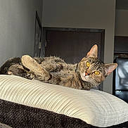 Luna is registered to the contest to win money with this photo: apartment, cat, cozy, decor, door, ears, fur, furniture, household, indoor, kitchen, lounge, orange_eyes, pet, pillow, relaxed, resting, sunlight, tabby_cat, whiskers