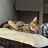 apartment, cat, cozy, decor, door, ears, fur, furniture, household, indoor, kitchen, lounge, orange_eyes, pet, pillow, relaxed, resting, sunlight, tabby_cat, whiskers