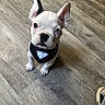 puppy, dog, white_dog, heterochromia, blue_eye, brown_eye, pet, tuxedo_bandana, flooring, wood_floor, looking_up, cute, small_dog, indoor, pet_accessory, animal, canine, ears_up, sitting, young_dog