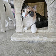 Patti is registered to the contest to win money with this photo: cat, calico_cat, white_cat, cat_house, indoor, pet, feline, animal, curious, cozy, concrete_floor, two_cats, looking, paws, whiskers, ears, fur, relaxed, domestic_cat, house_pet