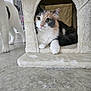 cat, calico_cat, white_cat, cat_house, indoor, pet, feline, animal, curious, cozy, concrete_floor, two_cats, looking, paws, whiskers, ears, fur, relaxed, domestic_cat, house_pet