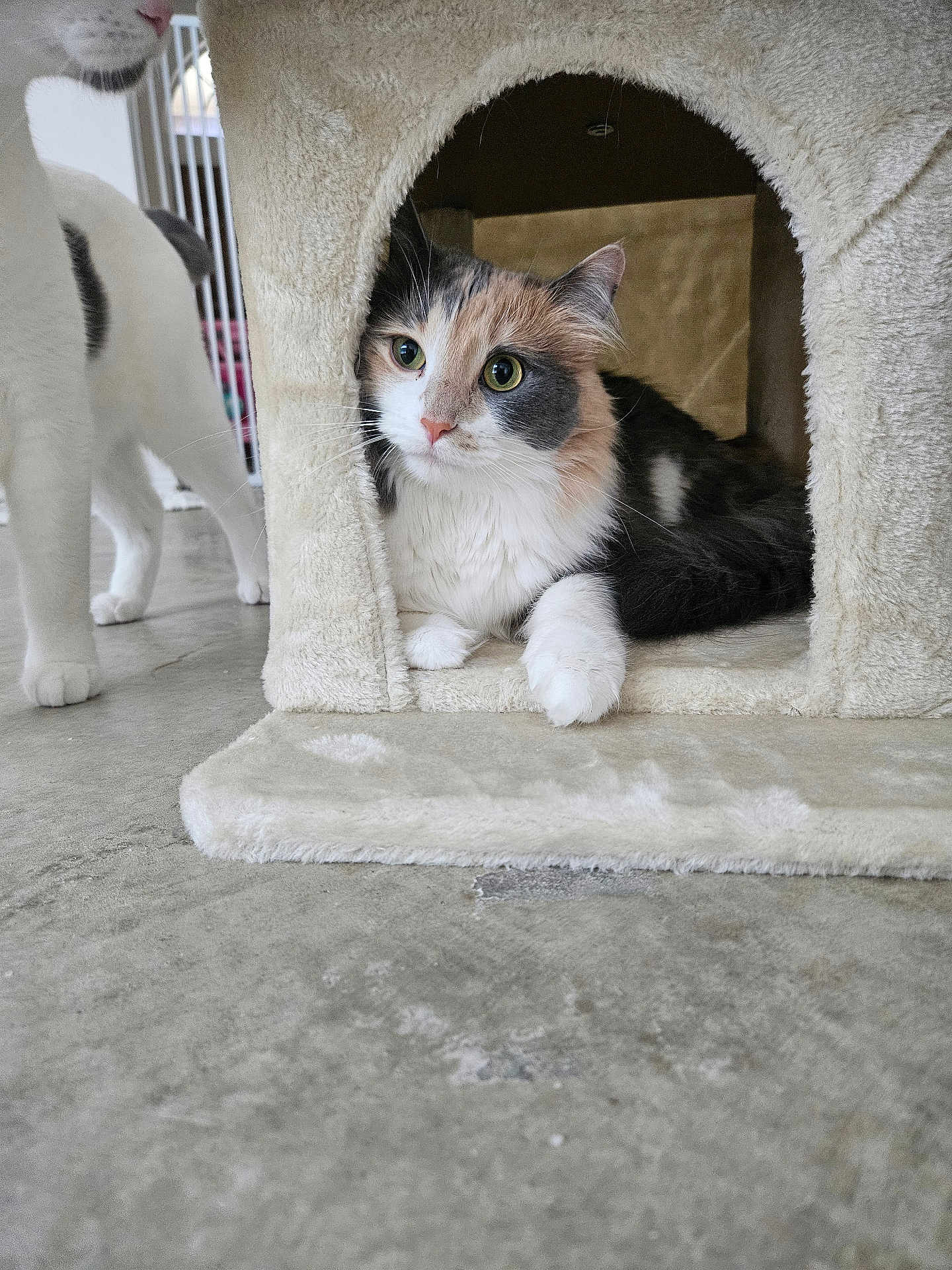 Patti