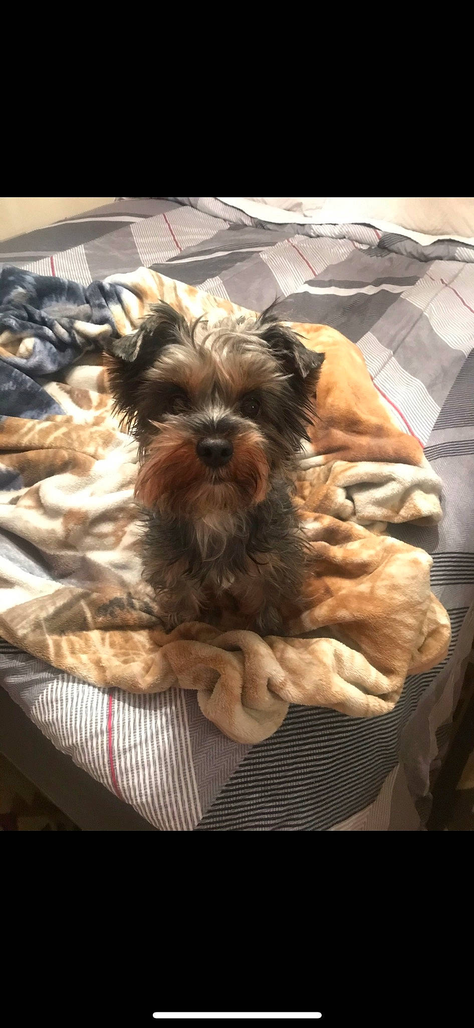 Nala joined the competition — help win amazing prizes! brown, canidae, carnivore, comfort, companion_dog, dog, dog_breed, dog_supply, fawn, fur, linens, liver, pet_supply, room, small_terrier, snout, sporting_group, terrier, toy_dog, working_animal