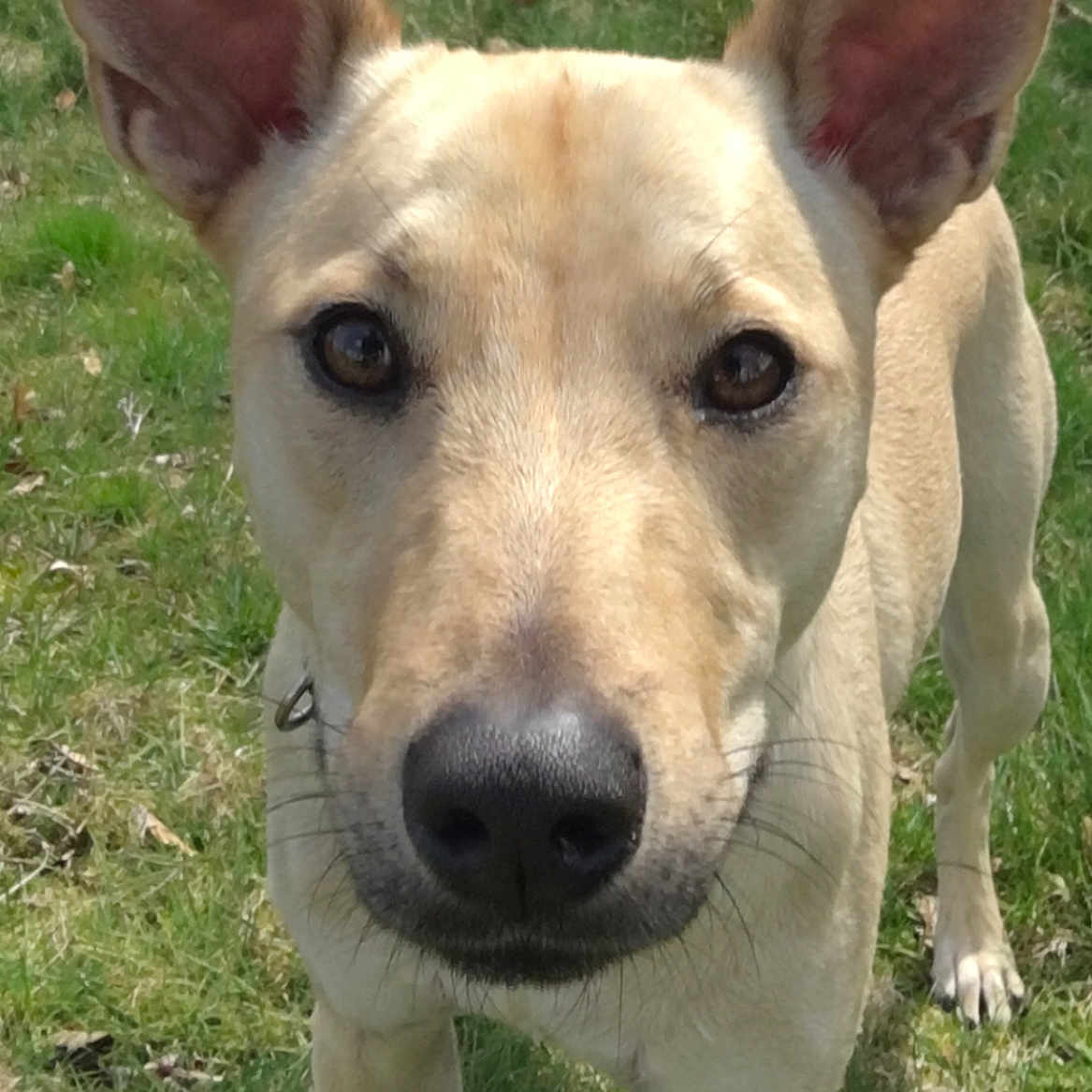 Matti joined the competition — help win amazing prizes! alert, animal, brown, canine, closeup, collar, daylight, dog, ears, friendly, fur, grass, looking, muzzle, nature, nose, outdoor, pet, standing, whiskers