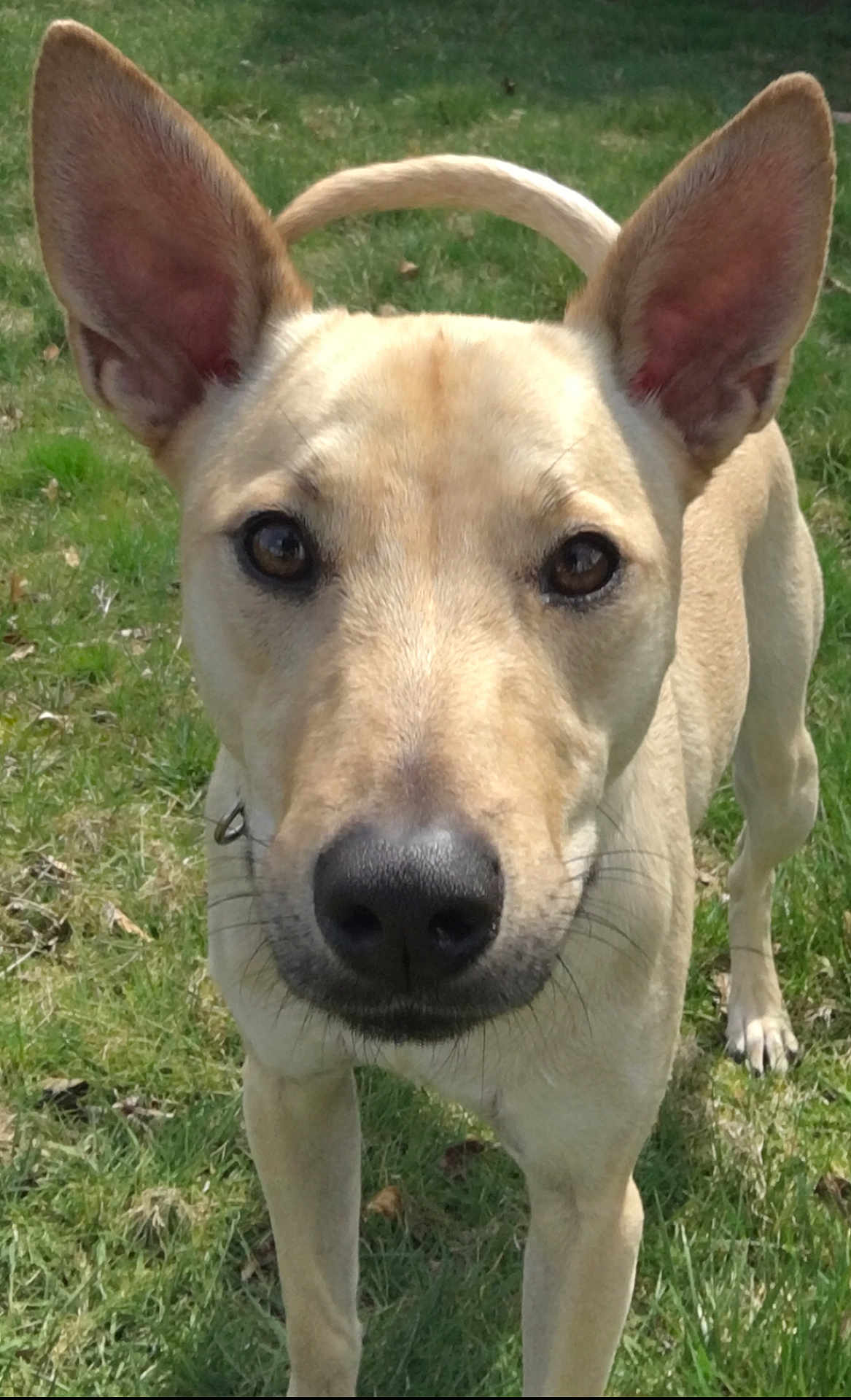 Matti joined the competition — help win amazing prizes! dog, animal, pet, canine, ears, grass, outdoor, nature, muzzle, nose, fur, brown, standing, looking, closeup, alert, daylight, friendly, collar, whiskers