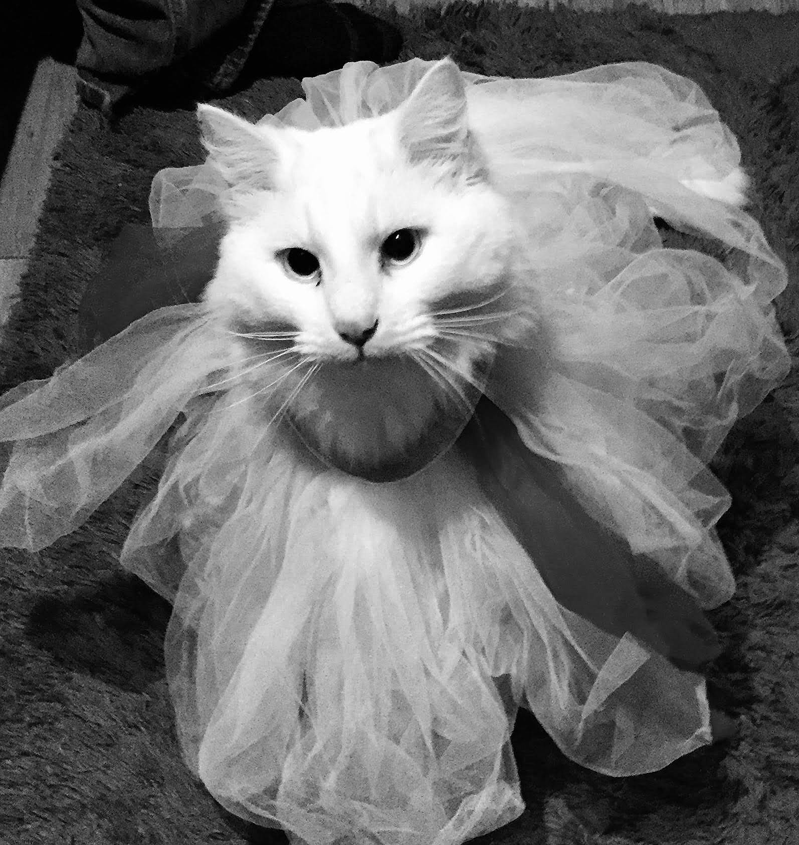 Casper joined the competition — help win amazing prizes! black_and_white, british_longhair, carnivore, cat, close_up, fashion_accessory, feather, felidae, fur, monochrome, monochrome_photography, plant, small_to_medium_sized_cats, snout, stock_photography, style, tail, whiskers, white, wing