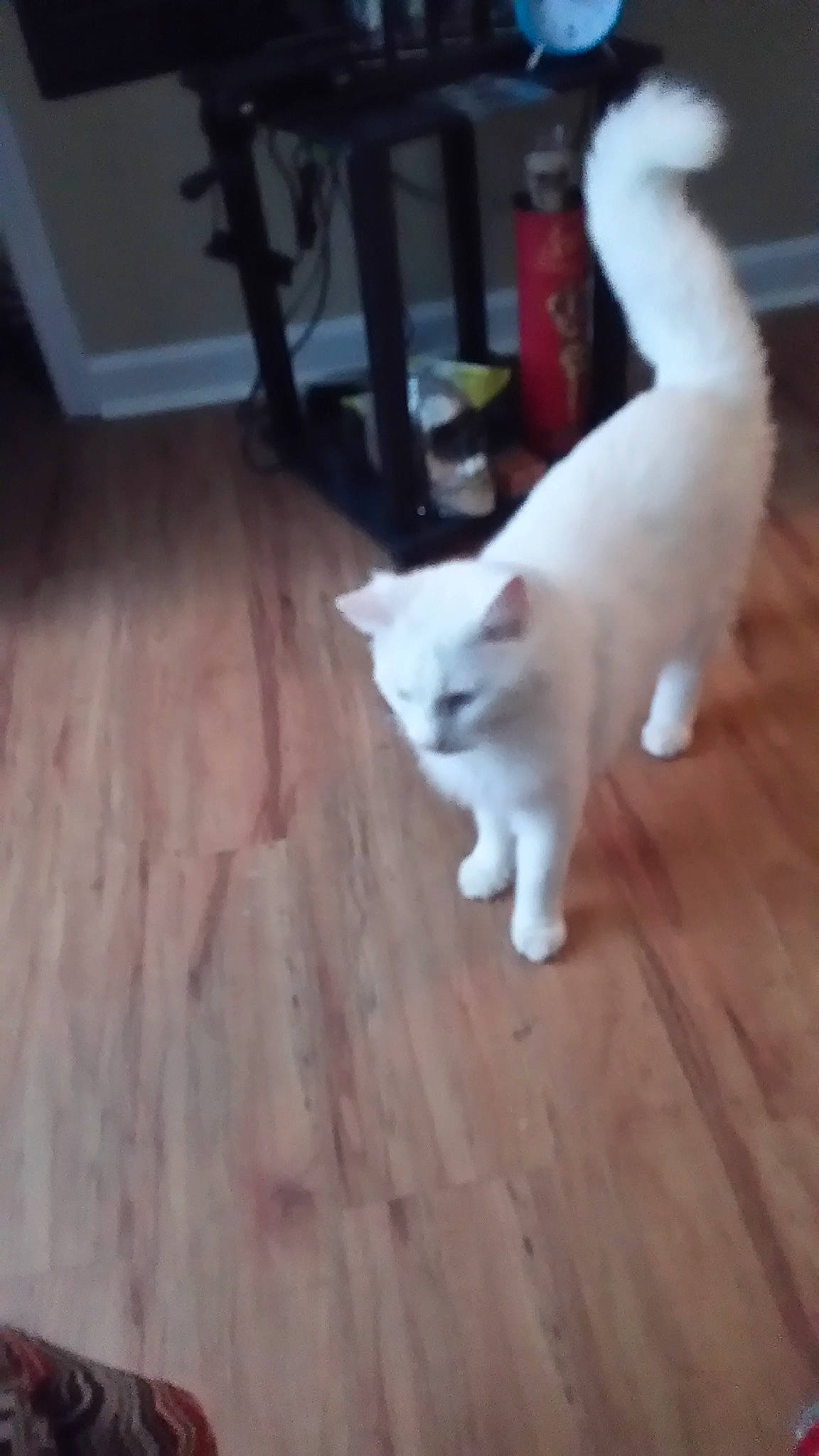 Casper joined the competition — help win amazing prizes! carnivore, cat, companion_dog, domestic_short_haired_cat, fawn, felidae, floor, flooring, fur, hardwood, houseplant, laminate_flooring, paw, small_to_medium_sized_cats, snout, tail, whiskers, wood, wood_flooring, wood_stain