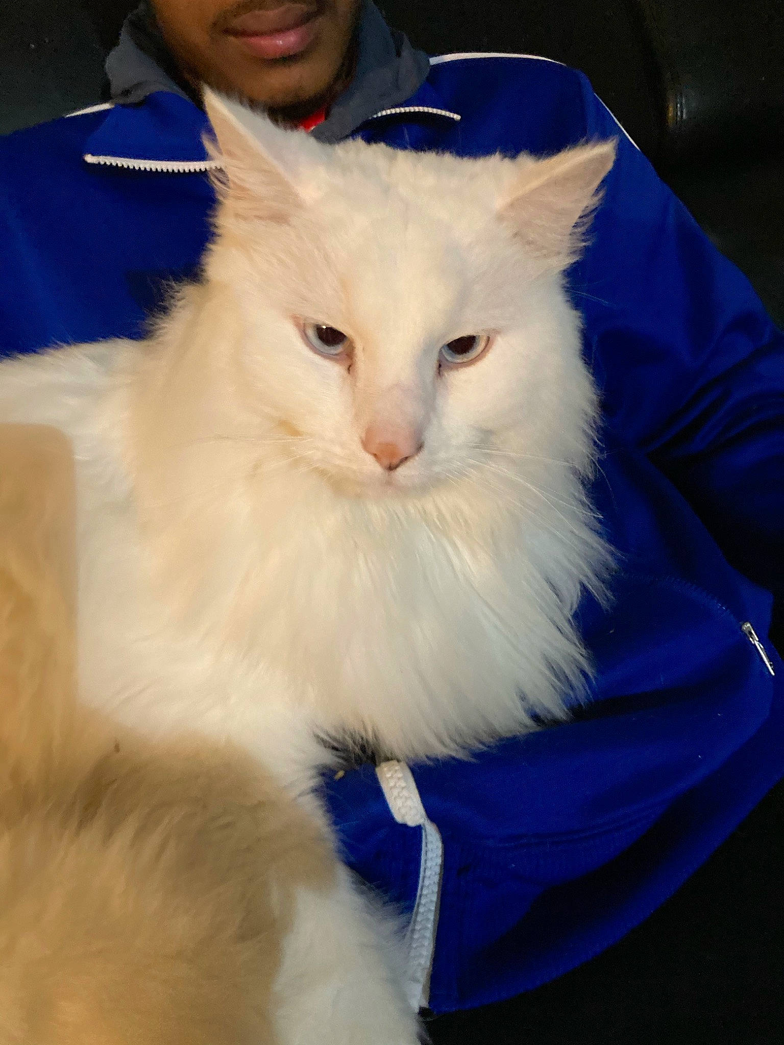 Casper is registered to the contest to win money with this photo: british_longhair, carnivore, cat, claw, comfort, electric_blue, fawn, felidae, fur, iris, ragdoll, small_to_medium_sized_cats, snout, whiskers