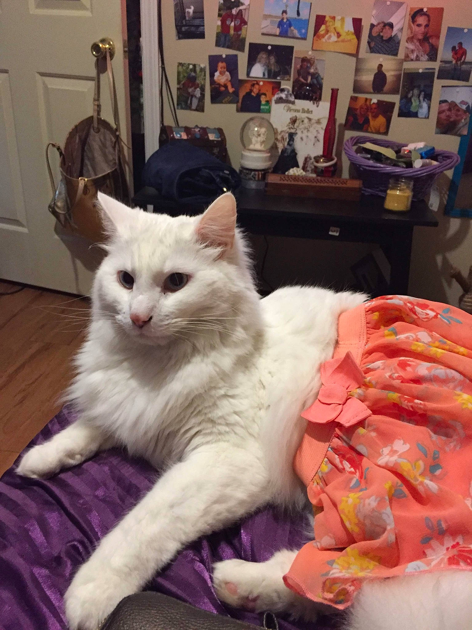 Casper joined the competition — help win amazing prizes! bed, blue, cabinetry, carnivore, cat, claw, comfort, domestic_short_haired_cat, door, event, fawn, felidae, fur, hardwood, paw, picture_frame, sitting, small_to_medium_sized_cats, tail, whiskers