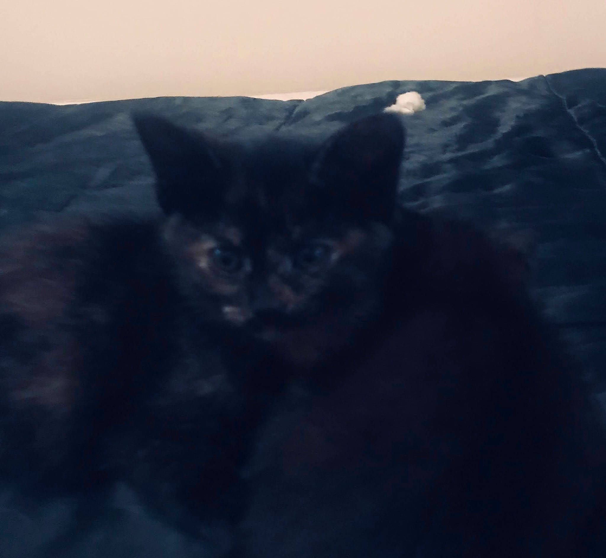 Buttercup is registered to the contest to win money with this photo: carnivore, cat, cloud, domestic_short_haired_cat, electric_blue, felidae, freezing, fur, grey, horizon, landscape, meteorological_phenomenon, ocean, sand, sky, small_to_medium_sized_cats, snout, whiskers, wind_wave, winter