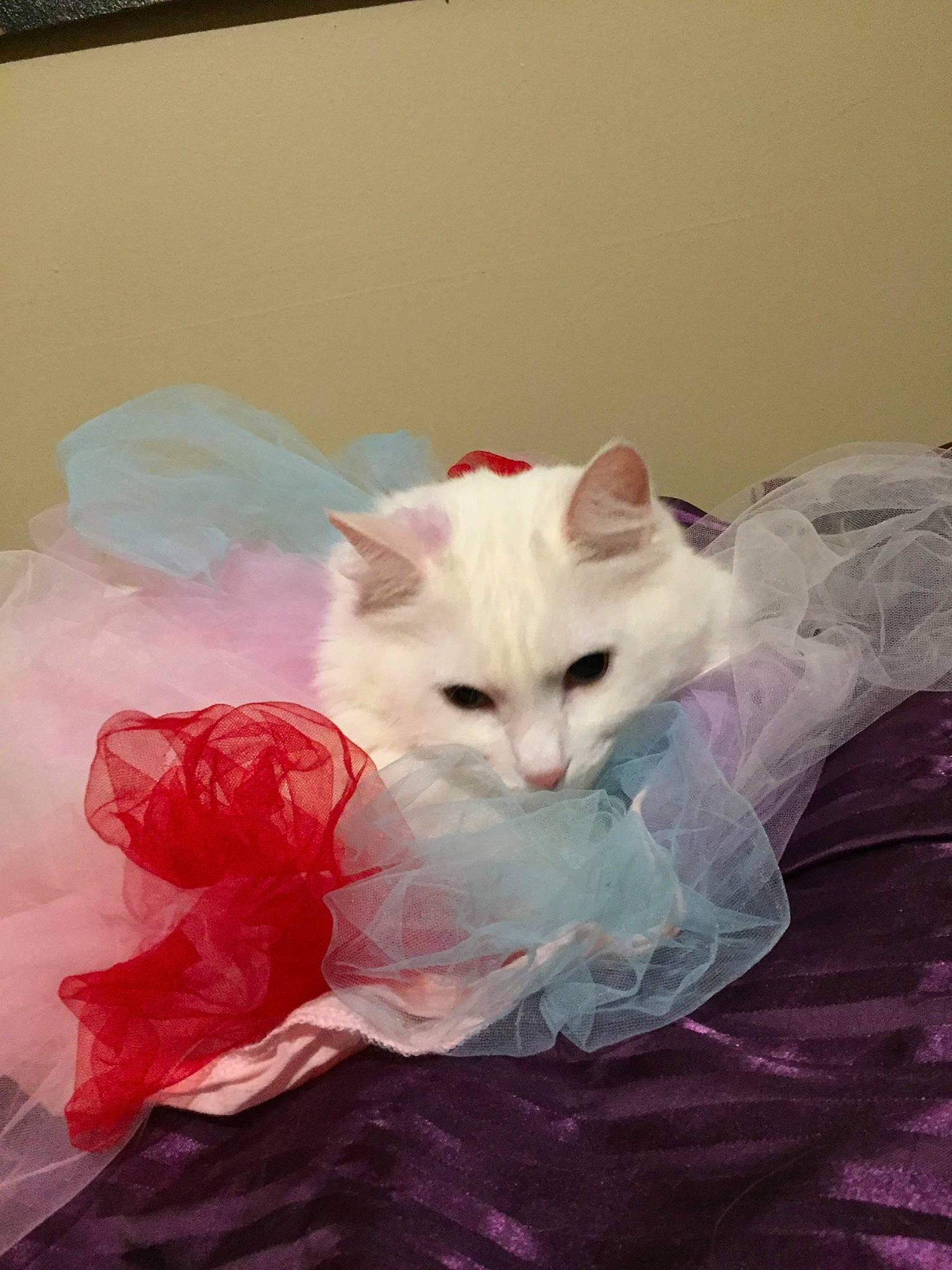 Snowbell joined the competition — help win amazing prizes! art, carnivore, cat, comfort, domestic_short_haired_cat, fawn, felidae, fur, linens, small_to_medium_sized_cats, tail, whiskers