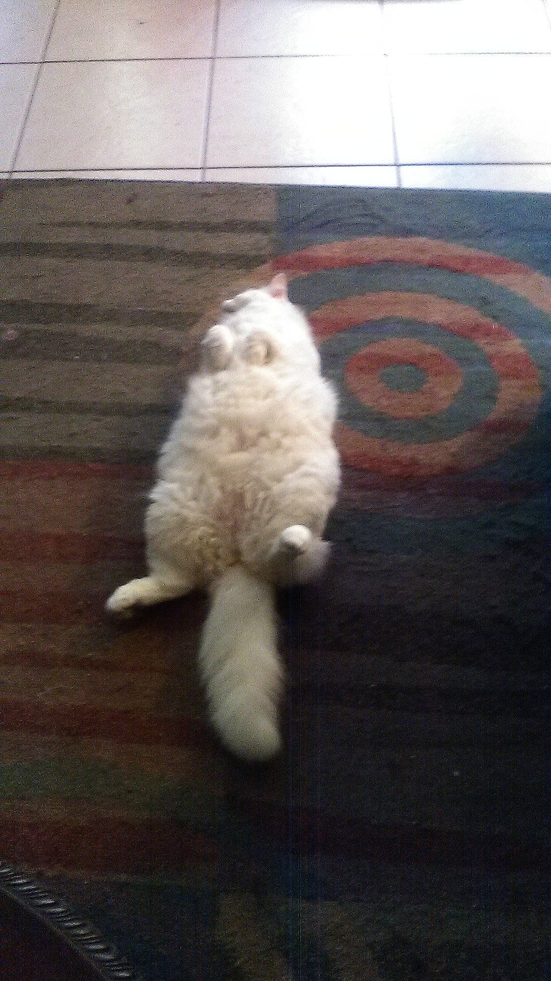 Snowbell joined the competition — help win amazing prizes! asphalt, carnivore, cat, claw, companion_dog, dog_breed, fawn, felidae, floor, flooring, fur, hardwood, paw, ragdoll, road_surface, small_to_medium_sized_cats, snout, tail, whiskers, wood