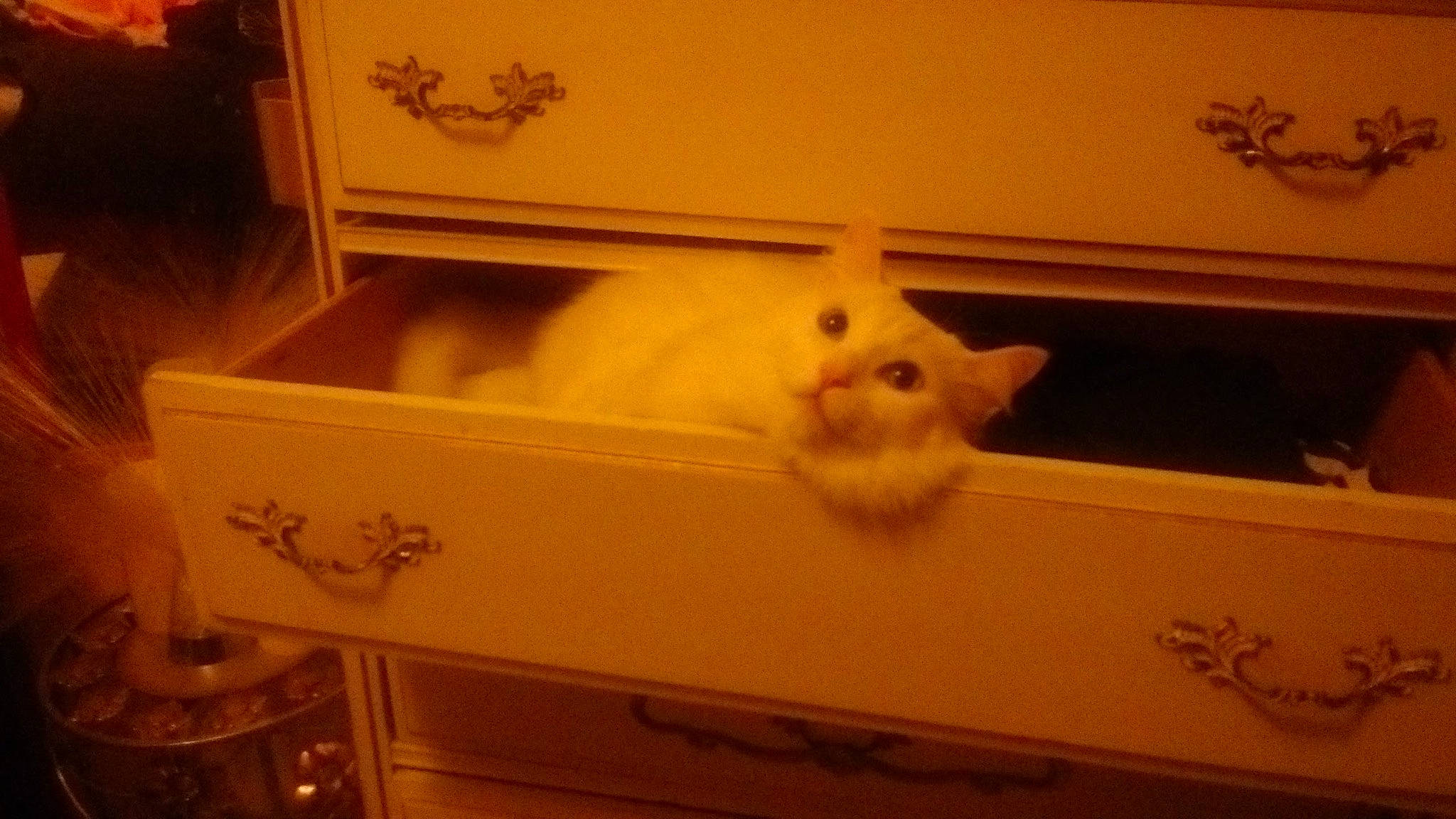 Snowbell is registered to the contest to win money with this photo: box, cabinetry, cloud, comfort, domestic_rabbit, drawer, ear, fawn, felidae, fur, hare, house, rabbit, rabbits_and_hares, room, sky, small_to_medium_sized_cats, tail, whiskers, window