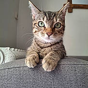 Biscuit a rejoint le concours — aidez-le/la à gagner de superbes lots ! animal, cat, close_up, couch, curious, cute, domestic_cat, feline, fur, gray, green_eyes, home, indoor, paws, pet, portrait, relaxed, tabby, texture, whiskers