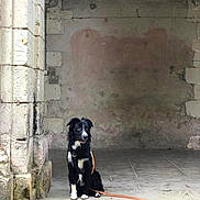 Victor a rejoint le concours — aidez-le/la à gagner de superbes lots ! architecture, black_and_white, calm, canine, dog, faded_paint, historic, leash, old_wall, outdoor, pet, portrait, quiet, rustic, sitting, still_life, stone_column, stone_step, waiting, weathered