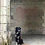 architecture, black_and_white, calm, canine, dog, faded_paint, historic, leash, old_wall, outdoor, pet, portrait, quiet, rustic, sitting, still_life, stone_column, stone_step, waiting, weathered