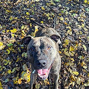 Owen participe au concours pour gagner de l'argent avec cette photo : dog, brindle, happy, smiling, tongue_out, outdoor, autumn, leaves, nature, sunlight, playful, pet, canine, forest_floor, fall, animal, friendly, brown, ground, daylight