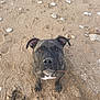 dog, beach, sand, stone, paw_print, animal, pet, stick, curious, outdoor, nature, brown, black, canine, playful, sitting, closeup, cute, nose, ears