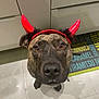 Owen participe au concours pour gagner de l'argent avec cette photo : dog, pet, costume, red_horns, headband, brown_fur, indoor, kitchen, tile_floor, looking_up, animal, mammal, canine, closeup, floor_mat, decor, cute, adorable, playful, domestic