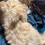 Felix joined the competition — help win amazing prizes! cat, fluffy, orange_cat, pet, lying_down, blanket, cozy, relaxed, indoor, fur, cute, animal, whiskers, paws, sleepy, domestic_cat, soft, resting, feline, comfy