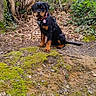 rottweiler, puppy, dog, moss, forest, trees, leaves, outdoor, nature, animal, pet, young, brown, black, canine, sitting, ground, earth, woods, daylight