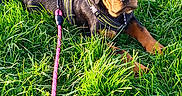 Aurya participe au concours pour gagner de l'argent avec cette photo : rottweiler, puppy, dog, grass, leash, harness, outdoor, greenery, sunlight, pet, animal, cute, lying_down, young, nature, playful, canine, summer, field, park