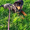 rottweiler, puppy, dog, grass, leash, harness, outdoor, greenery, sunlight, pet, animal, cute, lying_down, young, nature, playful, canine, summer, field, park