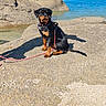 rottweiler, puppy, dog, leash, rock, shore, water, sea, sky, outdoor, animal, pet, sunlight, nature, canine, young, black_and_tan, sitting, daytime, scenic
