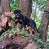 rottweiler, dog, forest, tree, ivy, moss, nature, outdoor, animal, canine, woodland, tree_stump, greenery, leaves, bark, pet, standing, alert, daylight, wildlife