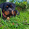 rottweiler, puppy, dog, grass, outdoor, greenery, nature, canine, pet, animal, closeup, portrait, young, collar, leaf, sunlight, blue_sky, plant, grass_blade, relaxing