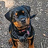 rottweiler, puppy, dog, pet, outdoor, leaves, earth, dirt, harness, collar, tag, canine, animal, cute, young, ears, eyes, sitting, nature, curious