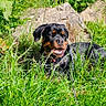 rottweiler, dog, puppy, grass, outdoor, sunlight, rocks, nature, pet, canine, leash, black, brown, happy, playful, animal, fur, collar, summer, greenery