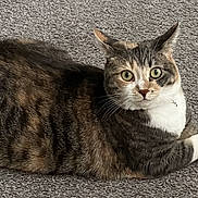Nova is registered to the contest to win money with this photo: cat, tabby_cat, pet, feline, animal, lying_down, carpet, indoors, white_paws, striped_fur, green_eyes, whiskers, ears, face, portrait, relaxed, alert, home, floor, photography
