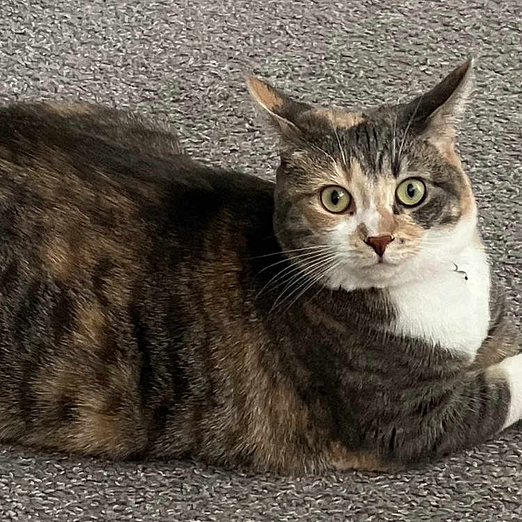 Nova is registered to the contest to win money with this photo: cat, tabby_cat, pet, feline, animal, lying_down, carpet, indoors, white_paws, striped_fur, green_eyes, whiskers, ears, face, portrait, relaxed, alert, home, floor, photography