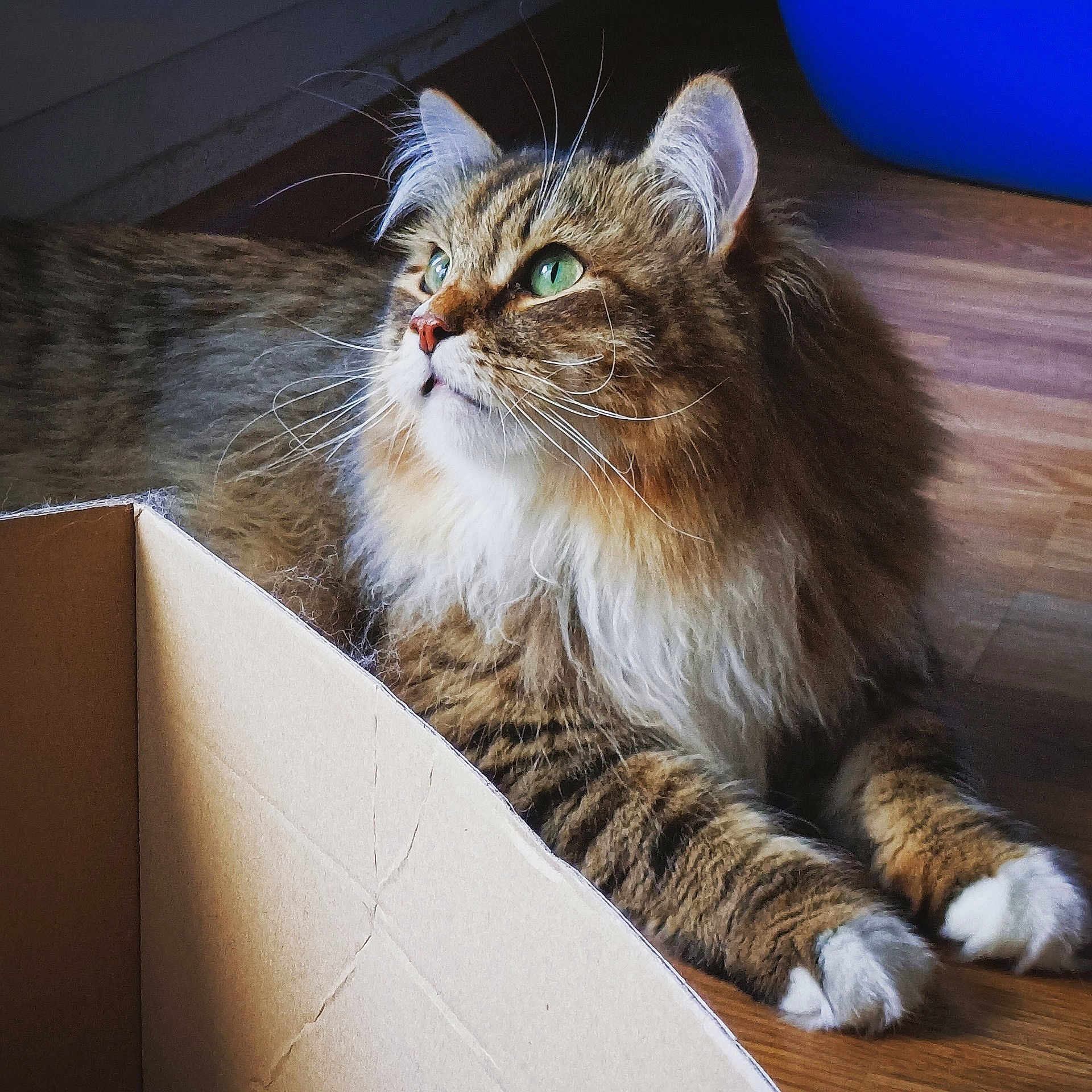 Valkyon participe au concours pour gagner de l'argent avec cette photo : abyssinian, angora, animal, architecture, box, building, cardboard, carton, cat, couch, furniture, hardwood, indoors, kitten, livingroom, manx, pet, plywood, room, wood