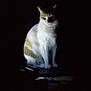 Louna a rejoint le concours — aidez-le/la à gagner de superbes lots ! cat, animal, pet, white, brown, fur, sitting, quiet, dark, shadow, mysterious, soft_light, indoor, quiet_moment, calm, cute, feline, portrait, alone, night