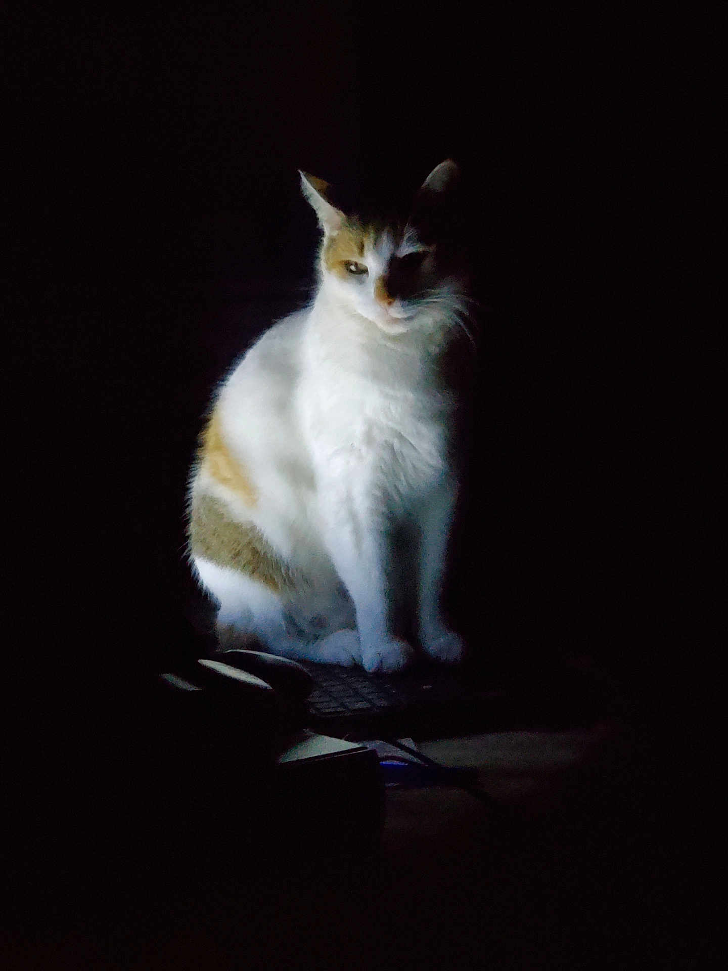 Louna a rejoint le concours — aidez-le/la à gagner de superbes lots ! cat, animal, pet, white, brown, fur, sitting, quiet, dark, shadow, mysterious, soft_light, indoor, quiet_moment, calm, cute, feline, portrait, alone, night
