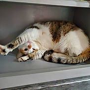 Louna a rejoint le concours — aidez-le/la à gagner de superbes lots ! cat, feline, stretching, cubicle, indoor, pet, fur, whiskers, tail, paw, cozy, resting, curious, animal, cute, tabby, white, brown, relaxed, shelf