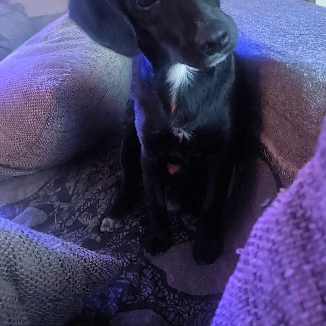 Twopeck participe au concours pour gagner de l'argent avec cette photo : animal, black_dog, companion, couch, cozy, curious, cushion, dog, domestic_animal, ears, fur, furniture, home, indoor, pet, purple_light, relaxed, seated, snout, white_patch