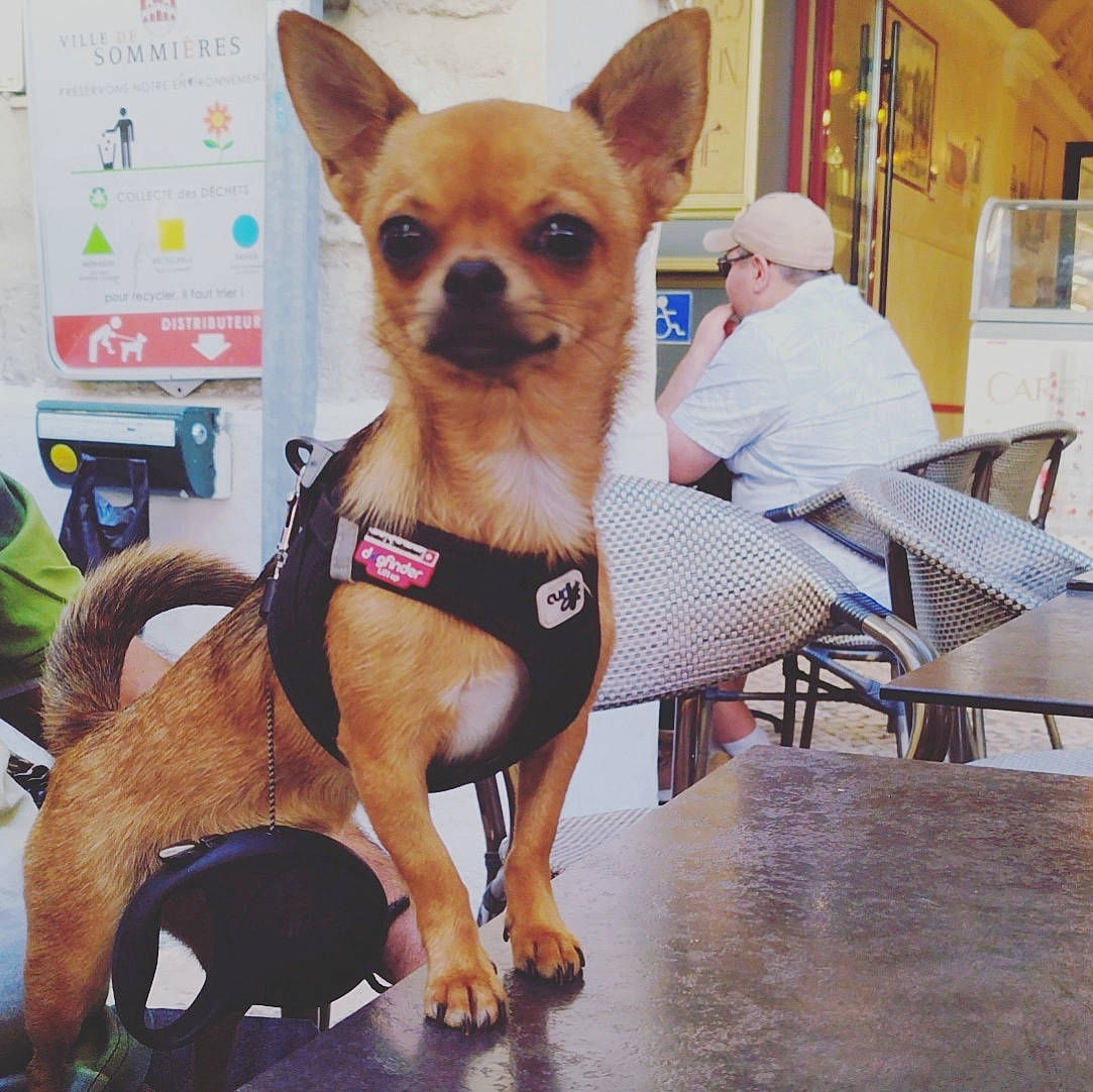 Tchika a rejoint le concours — aidez-le/la à gagner de superbes lots ! carnivore, chair, chihuahua, collar, companion_dog, dog, dog_breed, dog_clothes, dog_collar, dog_supply, eyewear, fawn, pet_supply, snout, sporting_group, sunglasses, tail, toy_dog, whiskers, working_animal