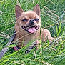 Tchika a rejoint le concours — aidez-le/la à gagner de superbes lots ! animal, canine, close_up, dog, ears, field, fur, grass, greenery, happy, leash, nature, outdoor, pet, playful, small_dog, smiling, summer, sunlight, tongue_out