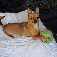 Tchika a rejoint le concours — aidez-le/la à gagner de superbes lots ! animal, ball, blanket, brown_dog, chihuahua, companion, cozy, curious, cute, dog, domestic_animal, furniture, indoor, pet, playful, quilt, relaxed, resting, small_dog, toy