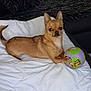 animal, ball, blanket, brown_dog, chihuahua, companion, cozy, curious, cute, dog, domestic_animal, furniture, indoor, pet, playful, quilt, relaxed, resting, small_dog, toy