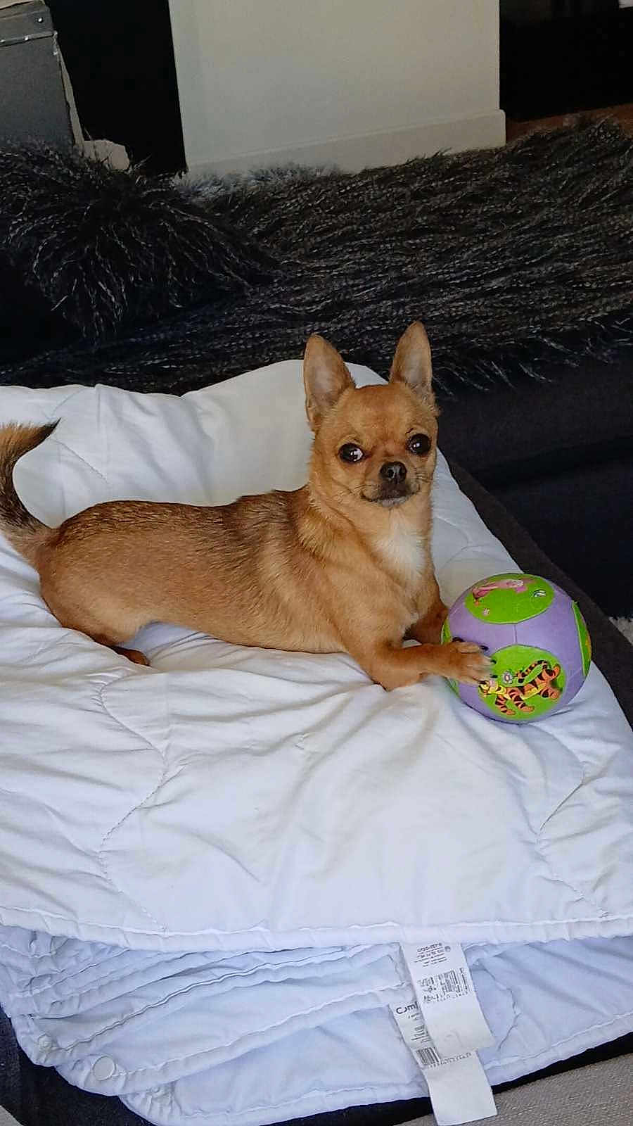 Tchika a rejoint le concours — aidez-le/la à gagner de superbes lots ! animal, ball, blanket, brown_dog, chihuahua, companion, cozy, curious, cute, dog, domestic_animal, furniture, indoor, pet, playful, quilt, relaxed, resting, small_dog, toy