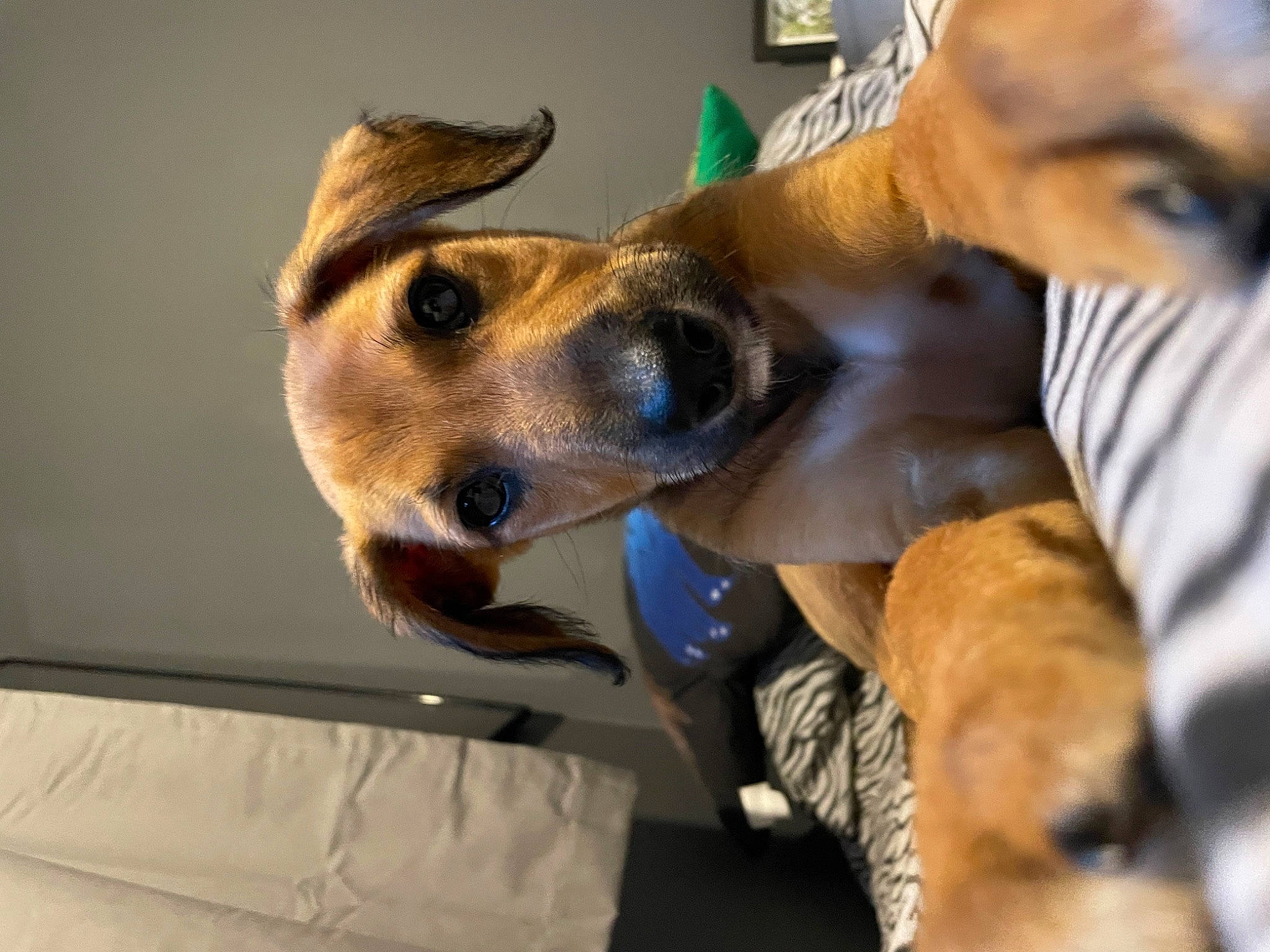 Mac is registered to the contest to win money with this photo: ancient_dog_breeds, canidae, carnivore, collar, companion_dog, dog, dog_breed, dog_collar, dog_supply, ear, fawn, fur, jaw, non_sporting_group, pet_supply, snout, sporting_group, whiskers, working_animal, working_dog